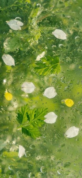 手机壁纸绿色护眼高清_如何挑选不伤眼的绿色壁纸