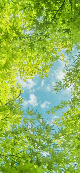 手机壁纸绿色护眼高清_如何挑选不伤眼的绿色壁纸