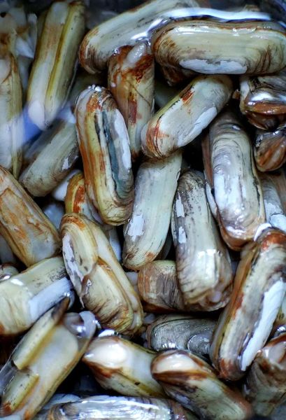 盐焗蛏子怎么做_盐焗蛏子要焯水吗