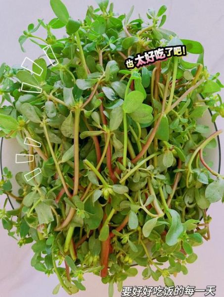 马齿苋凉拌怎么做_马齿苋凉拌需要焯水吗