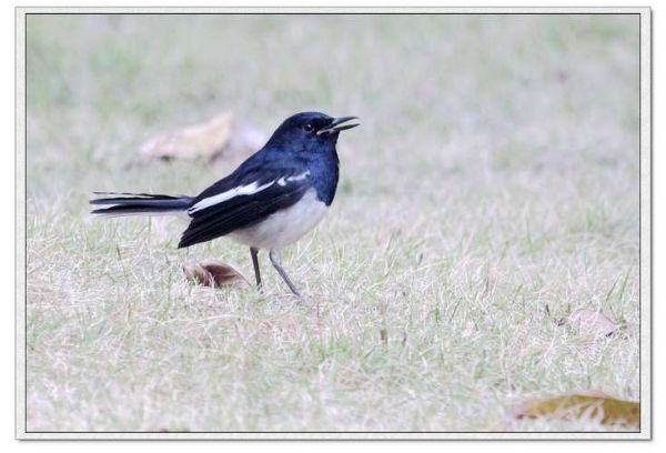 万鸟是什么_万鸟有哪些品种