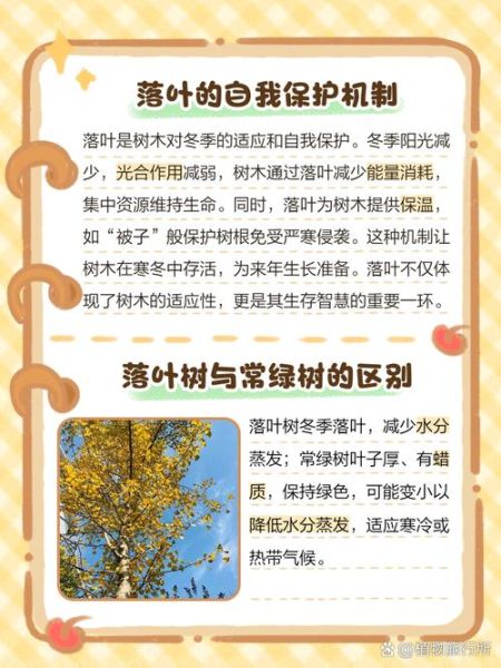 落叶冬天_为什么树叶会变黄掉落