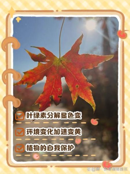 落叶冬天_为什么树叶会变黄掉落