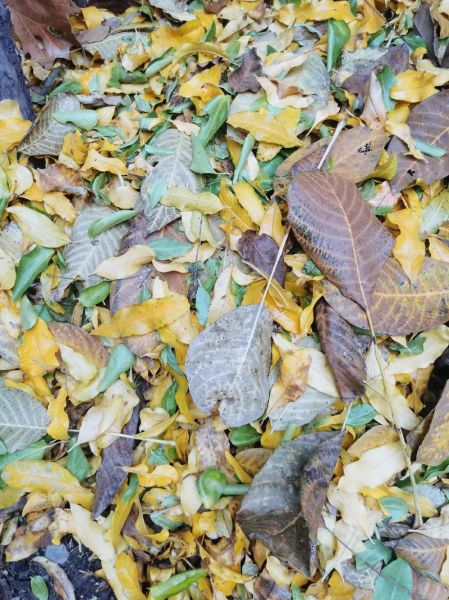 落叶冬天_为什么树叶会变黄掉落