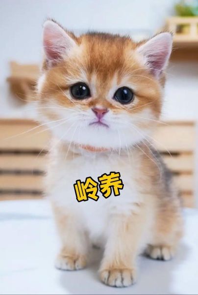 可耐是什么意思_可耐和可爱有什么区别