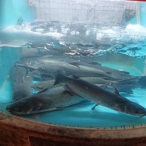 哪里买新鲜活鱼_活鱼价格多少钱一斤