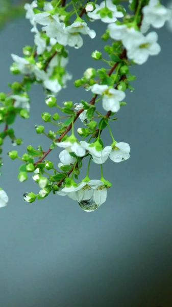 花儿为什么这样迷人_如何形容花儿迷人