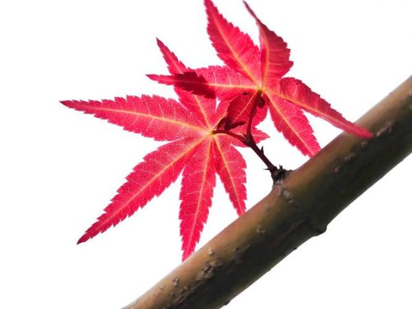 火红和红色有什么区别_如何区分火红与红色