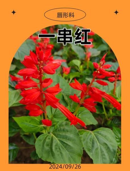 火红和红色有什么区别_如何区分火红与红色