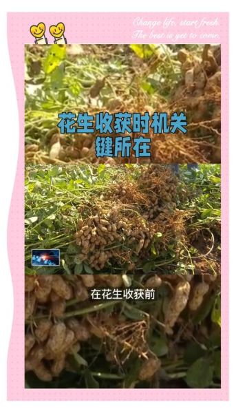 秋季花生什么时候收获_秋季花生怎么保存