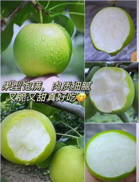 什么样的梨好吃_如何挑选新鲜多汁的梨