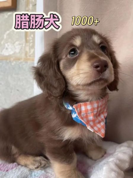 手机宠物怎么养_手机宠物有哪些推荐