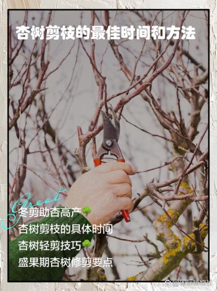 树枝怎么修剪_树枝修剪的最佳时间