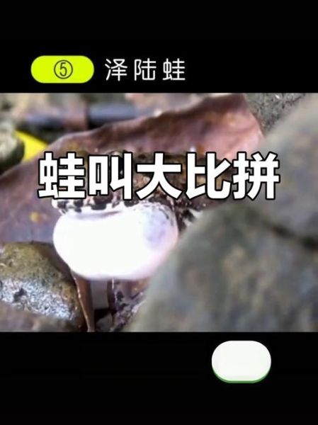 青蛙怎么叫_青蛙的叫声像什么