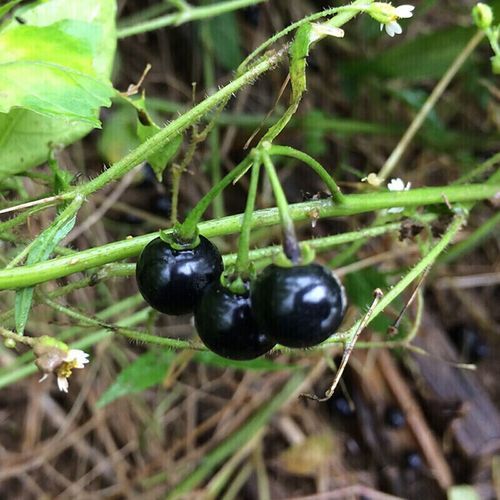 葡萄黑黝黝是什么品种_黑葡萄营养价值高吗