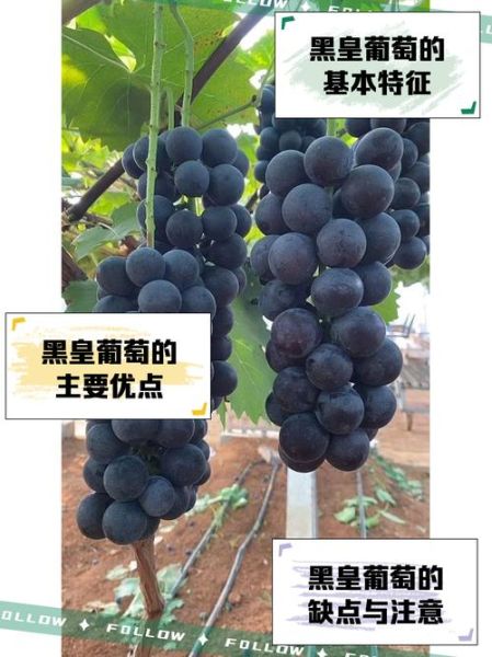 葡萄黑黝黝是什么品种_黑葡萄营养价值高吗
