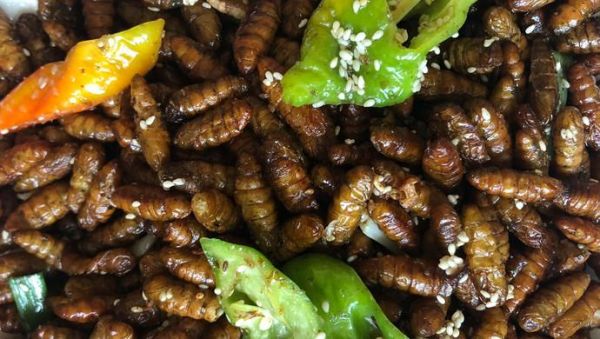 炒蚕蛹怎么做好吃_蚕蛹家常做法大全