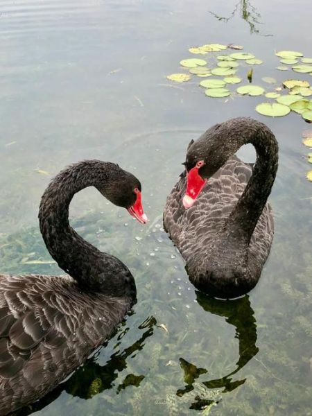 天鹅的鸣叫词语有哪些_天鹅叫声怎么形容