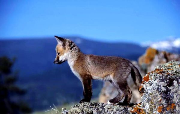 未婚女孩梦到狼是什么意思_如何化解