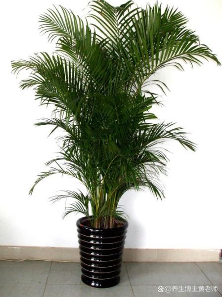 运势草怎么用_运势草真的能改运吗