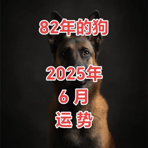1982年属狗2025年运势如何_82年狗今年财运怎么样