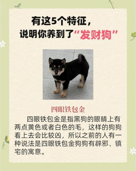 狗能带来财运吗_如何养狗招财
