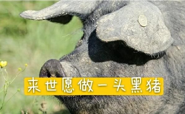 梦到追黑猪是什么意思_梦见黑猪追我怎么办
