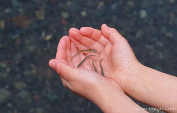 梦到捉小鱼是什么意思_梦见捉小鱼好不好