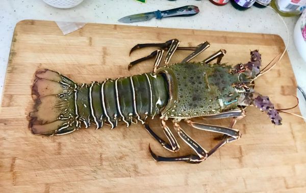 梦到花龙是什么意思_花龙梦境解析