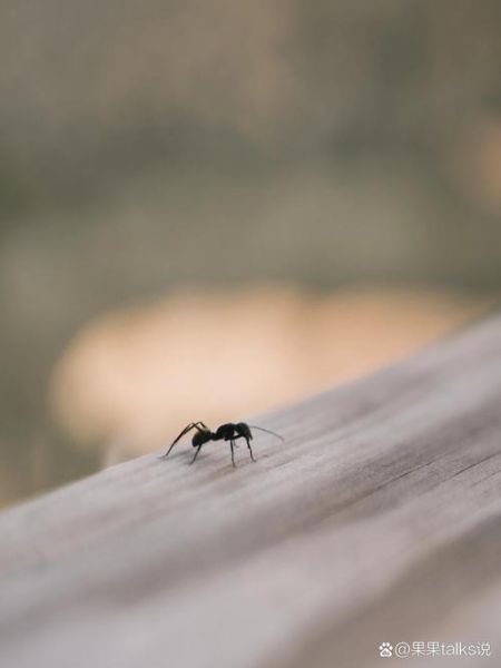 梦到床上有蚂蚁_周公解梦蚂蚁爬床预示什么