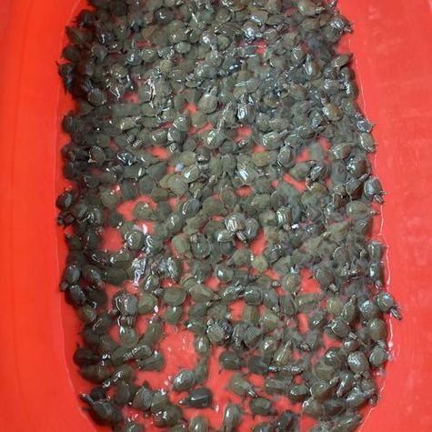 梦到抓甲鱼是什么意思_梦见抓甲鱼好不好