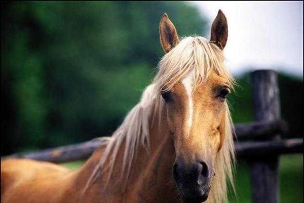 梦到一只马是什么意思_梦到一匹马的预兆