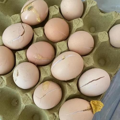 梦到鸡蛋是什么意思_梦到鸡蛋预示什么