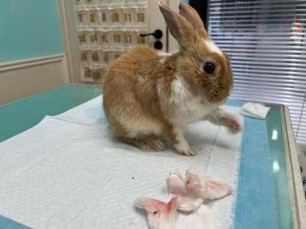 梦到被兔子抓伤是什么意思_如何化解梦境带来的焦虑