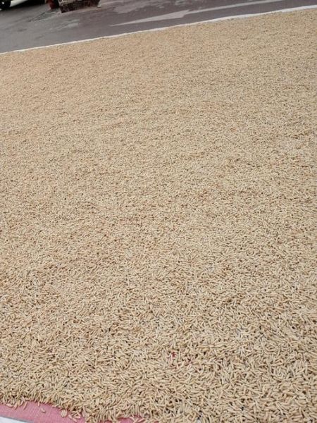 梦到晒麦子什么意思_梦见晒麦子预示什么