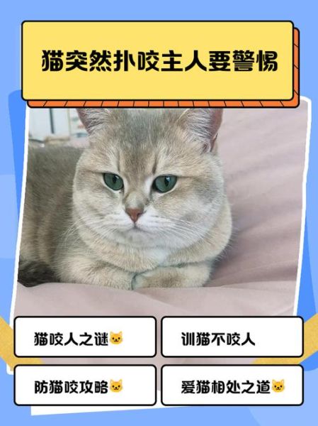 梦到猫扑向自己_猫扑向自己预示什么