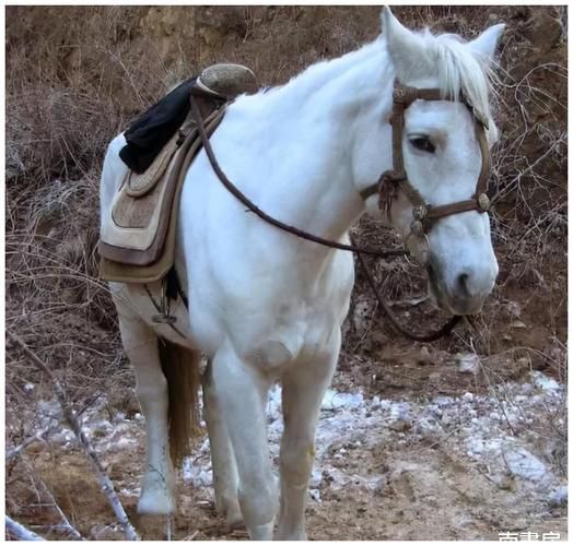 梦到白龙马是什么意思_白龙马梦境解析