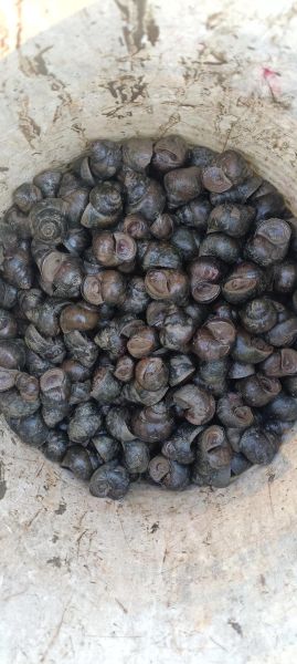 孕妇梦到捡田螺是什么意思_孕妇梦见捡田螺生男生女