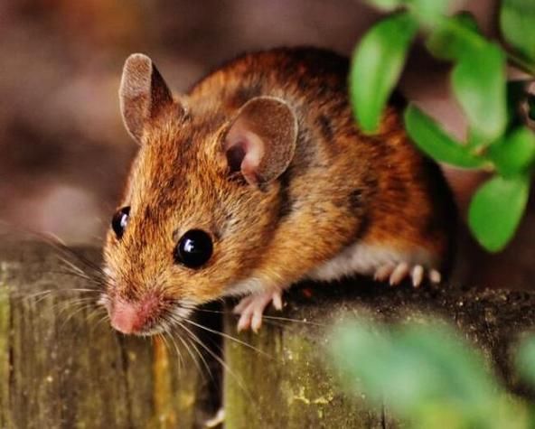 梦到成群的老鼠_是什么意思