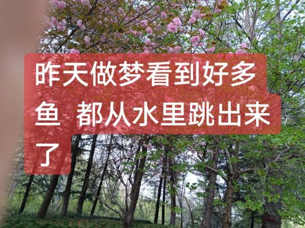 孕妇梦到好多鱼是什么意思_胎梦解析与心理暗示