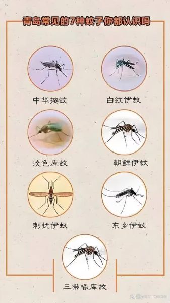 梦到蚊子成群飞来_是什么意思