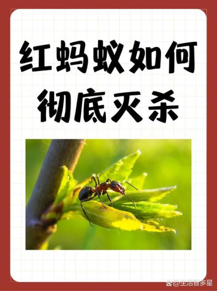 梦到灭蚂蚁_梦到灭蚂蚁是什么意思