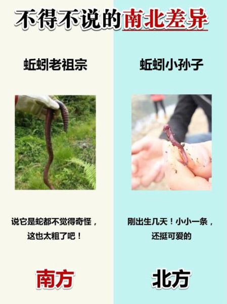 孕妇梦到蚯蚓生男生女_周公解梦准吗