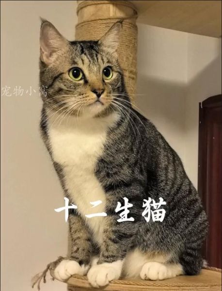 什么属相适合养猫_哪些生肖与猫最合拍