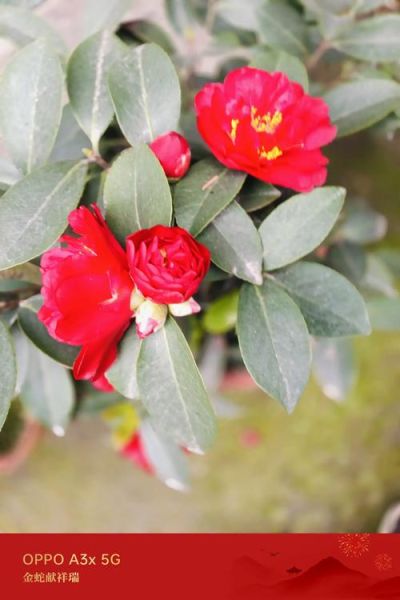 梦到大红花是什么意思_大红花梦境解析