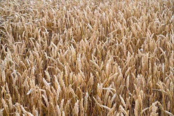 梦到别人收麦子_预示什么