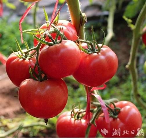 孕妇梦到吃西红柿是什么意思_孕期梦见西红柿生男生女