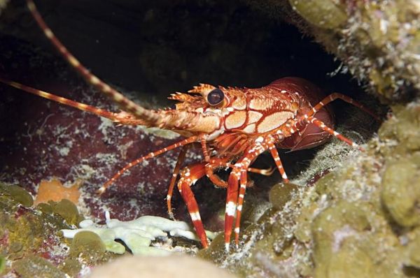 梦到养龙虾是什么意思_梦见养龙虾的预兆