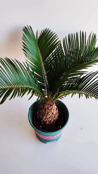 铁树属相禁忌_哪些生肖不能养铁树