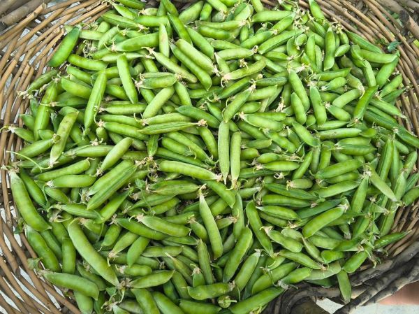 梦到摘豌豆是什么意思_豌豆梦境解析